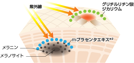 肌の図