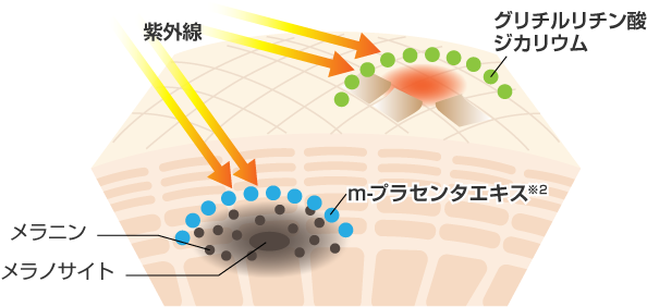 肌の図